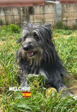 MELCHOR, Hund, Wasserhund-Mix in Spanien - Bild 3