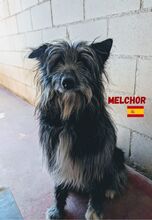 MELCHOR, Hund, Wasserhund-Mix in Spanien - Bild 4