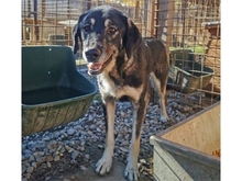 SHAMBHO, Hund, Mischlingshund in Rumänien - Bild 1