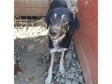 SHAMBHO, Hund, Mischlingshund in Rumänien - Bild 2
