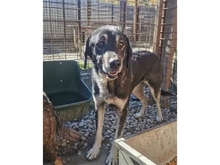 SHAMBHO, Hund, Mischlingshund in Rumänien - Bild 3