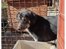 SHAMBHO, Hund, Mischlingshund in Rumänien - Bild 4