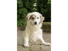 ZOE, Hund, Mischlingshund in Mönchengladbach - Bild 1