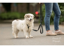 ZOE, Hund, Mischlingshund in Mönchengladbach - Bild 2