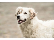 ZOE, Hund, Mischlingshund in Mönchengladbach - Bild 3