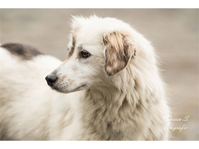 ZOE, Hund, Mischlingshund in Mönchengladbach - Bild 4
