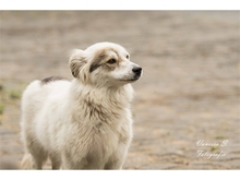 ZOE, Hund, Mischlingshund in Mönchengladbach - Bild 5