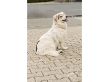 ZOE, Hund, Mischlingshund in Mönchengladbach - Bild 7