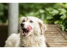ZOE, Hund, Mischlingshund in Mönchengladbach - Bild 8