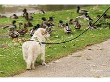 ZOE, Hund, Mischlingshund in Mönchengladbach - Bild 9