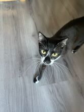 BATMAN, Katze, Hauskatze in Niederkassel - Bild 1