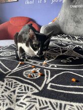 BATMAN, Katze, Hauskatze in Niederkassel - Bild 2