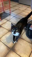 BATMAN, Katze, Hauskatze in Niederkassel - Bild 3