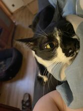 BATMAN, Katze, Hauskatze in Niederkassel - Bild 4