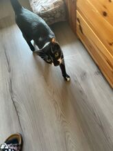 BATMAN, Katze, Hauskatze in Niederkassel - Bild 5