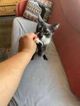 BATMAN, Katze, Hauskatze in Niederkassel - Bild 6