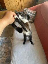 BATMAN, Katze, Hauskatze in Niederkassel - Bild 7