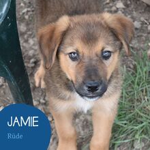 JAMIE, Hund, Mischlingshund in Rumänien - Bild 1
