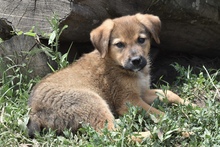 JAMIE, Hund, Mischlingshund in Rumänien - Bild 2