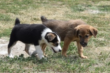JAMIE, Hund, Mischlingshund in Rumänien - Bild 3