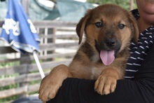 JAMIE, Hund, Mischlingshund in Rumänien - Bild 4