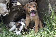 JAMIE, Hund, Mischlingshund in Rumänien - Bild 5