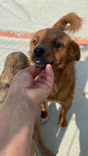 EVI, Hund, Mischlingshund in Berlin - Bild 1