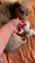 EVI, Hund, Mischlingshund in Berlin - Bild 2