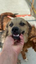 ELENA, Hund, Mischlingshund in Schönwalde-Glien - Bild 1