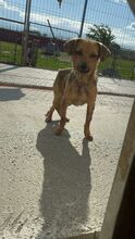 ELENA, Hund, Mischlingshund in Schönwalde-Glien - Bild 2
