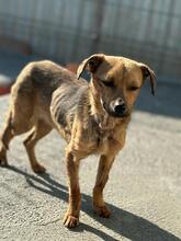ELENA, Hund, Mischlingshund in Schönwalde-Glien - Bild 3