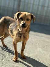 ELENA, Hund, Mischlingshund in Schönwalde-Glien - Bild 4
