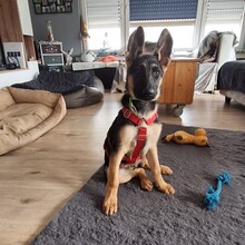 BALI, Hund, Deutscher Schäferhund in Bonn - Bild 2