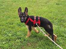 BALI, Hund, Deutscher Schäferhund in Bonn - Bild 3