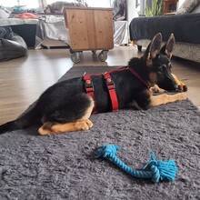 BALI, Hund, Deutscher Schäferhund in Bonn - Bild 4