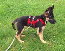 BALI, Hund, Deutscher Schäferhund in Bonn - Bild 5