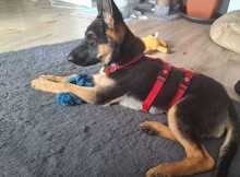 BALI, Hund, Deutscher Schäferhund in Bonn - Bild 7