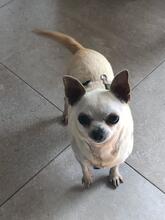 SARA, Hund, Chihuahua in Hambergen - Bild 2