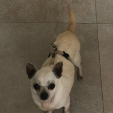 SARA, Hund, Chihuahua in Hambergen - Bild 3