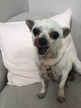 SARA, Hund, Chihuahua in Hambergen - Bild 4