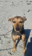JETTY, Hund, Mischlingshund in Sterup - Bild 1