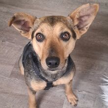 JETTY, Hund, Mischlingshund in Sterup - Bild 2