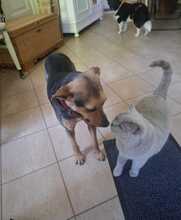 JETTY, Hund, Mischlingshund in Sterup - Bild 3