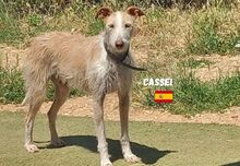 CASSEI, Hund, Rauhhaarpodenco in Spanien - Bild 1