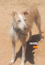 CASSEI, Hund, Rauhhaarpodenco in Spanien - Bild 2