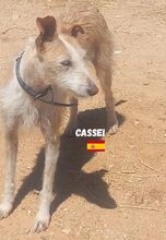 CASSEI, Hund, Rauhhaarpodenco in Spanien - Bild 3