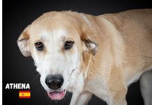 ATHENA, Hund, Mastin Español in Spanien - Bild 1