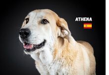ATHENA, Hund, Mastin Español in Spanien - Bild 2