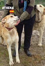 ATHENA, Hund, Mastin Español in Spanien - Bild 3