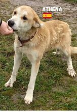 ATHENA, Hund, Mastin Español in Spanien - Bild 4